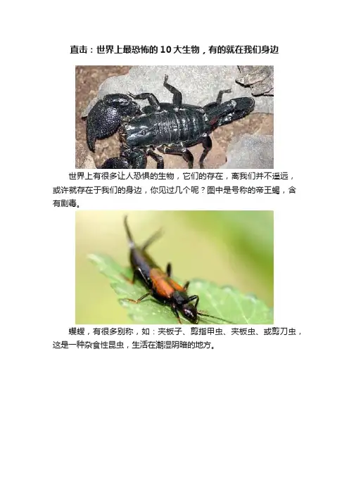 直击：世界上最恐怖的10大生物，有的就在我们身边