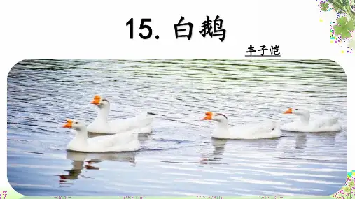 15课《白鹅》第一课时优秀课件