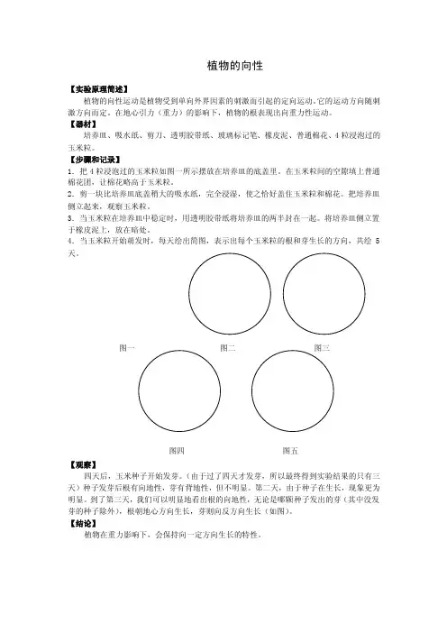 植物的向地性-实验报告