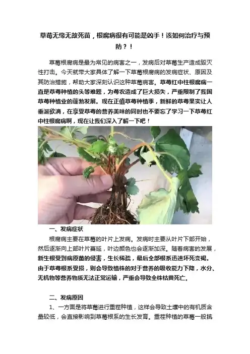 草莓无缘无故死苗，根腐病很有可能是凶手！该如何治疗与预防？！