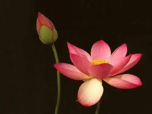 《苏幕遮》(周邦彦)wang 实用)