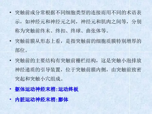 突触和突触传递N递质和调质