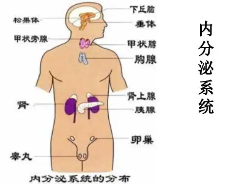 人体解剖学(内分泌系统)