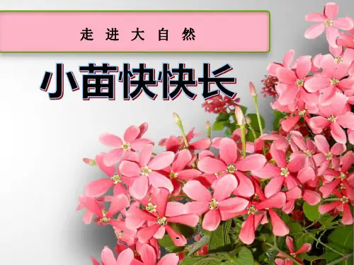 小苗快快长-PPT课件 