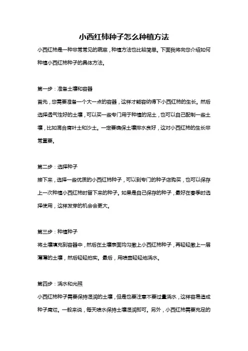 小西红柿种子怎么种植方法