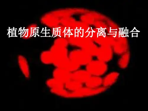 植物原生质体的分离与融合