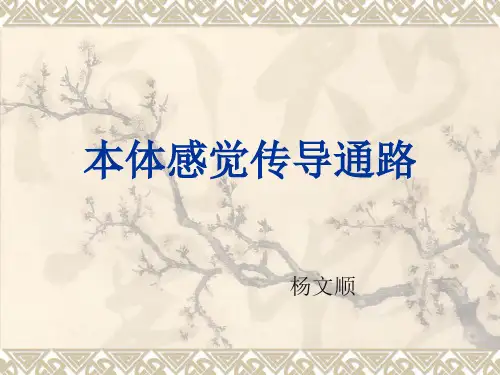本体感觉传导通路
