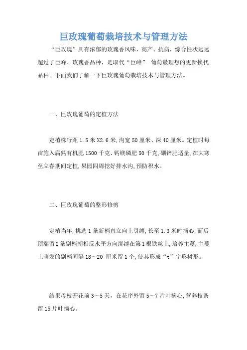 巨玫瑰葡萄栽培技术与管理方法