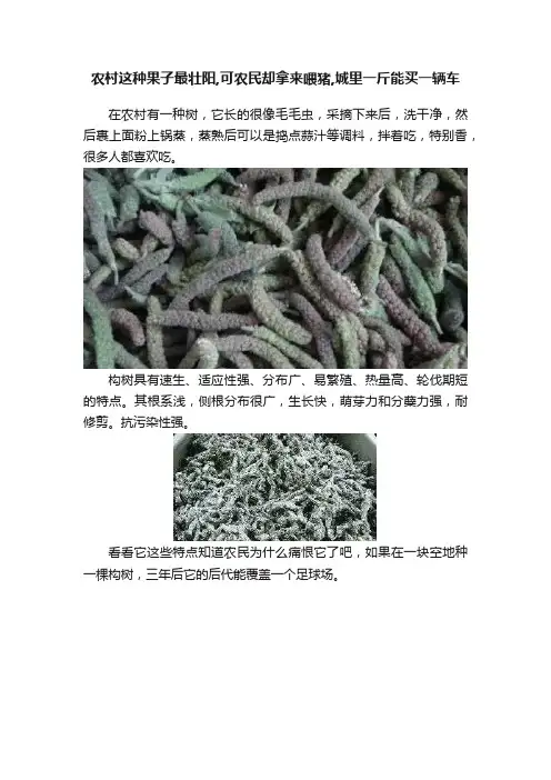 农村这种果子最壮阳,可农民却拿来喂猪,城里一斤能买一辆车