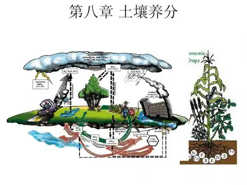 第8章  土壤养分