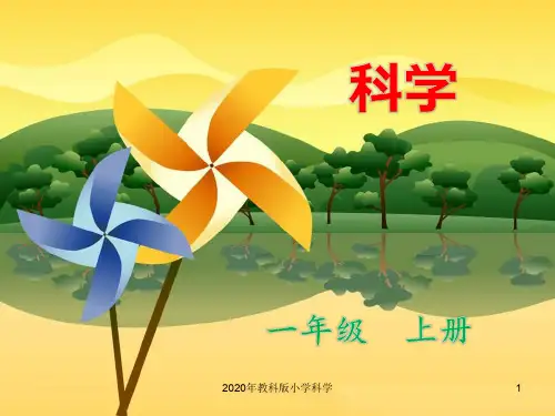 2020年教科版小学一年级科学上册2.  观察一棵植物PPT课件