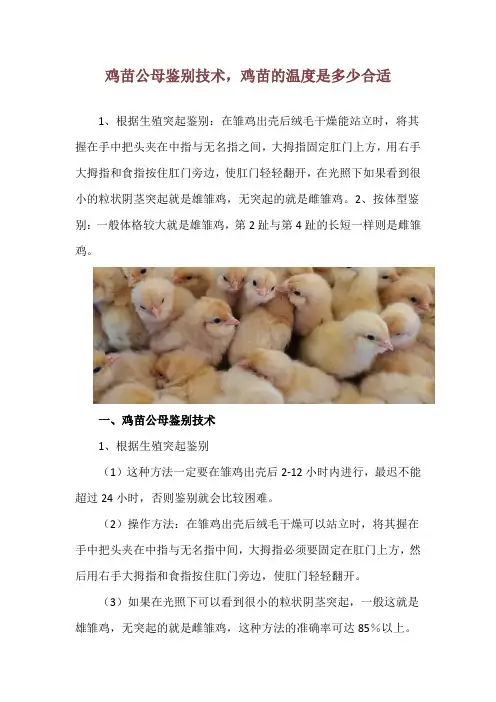 鸡苗公母鉴别技术,鸡苗的温度是多少合适