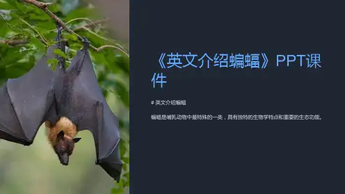 《英文介绍蝙蝠》课件