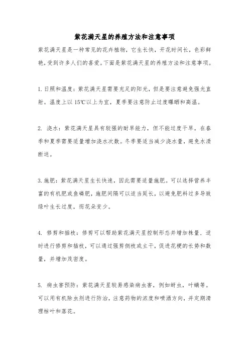 紫花满天星的养殖方法和注意事项