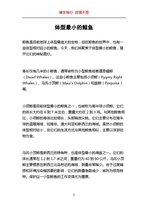 体型最小的鲸鱼