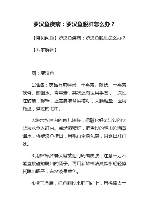 罗汉鱼疾病：罗汉鱼脱肛怎么办？