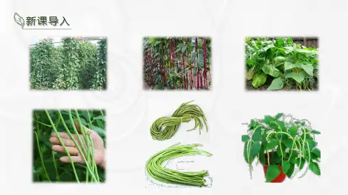 豇豆类型与品种课件(共14张PPT)《蔬菜生产技术》同步教学(湖南科技出版社)