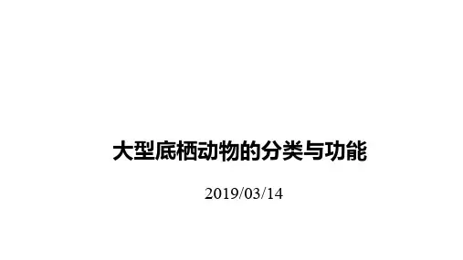 大型底栖动物的分类与功能