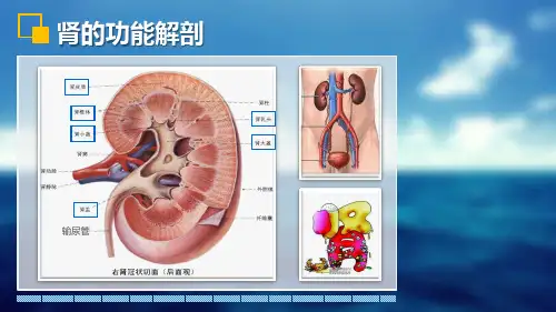 8.476.肾的功能解剖生理学课件