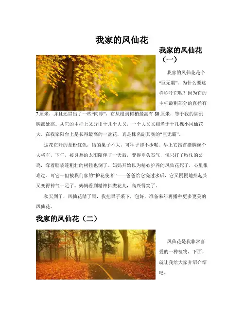 我家的凤仙花(共10篇)