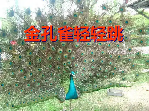 人音版音乐二上《金孔雀轻轻跳》精品优秀课件