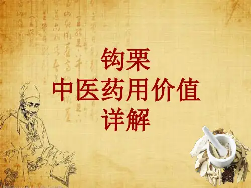 中药学_钩栗_药材详解课件模板_性味