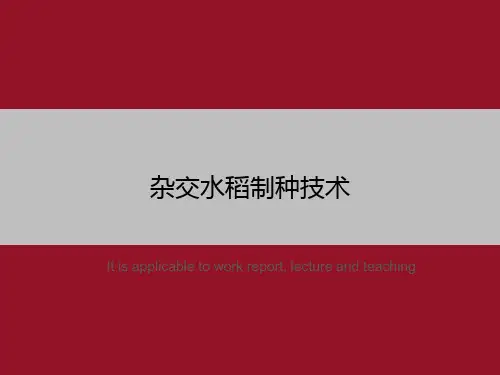 杂交水稻制种技术