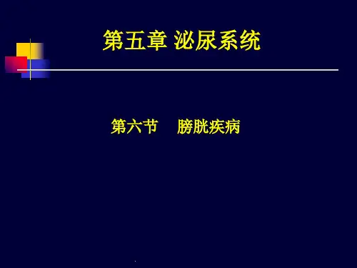 医学超声影像学-膀胱超声