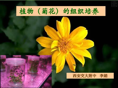 课题2 月季的花药培养