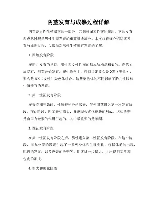 阴茎发育与成熟过程详解