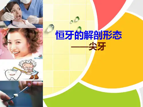 口腔解剖生理学——3恒牙的解剖外形-尖牙