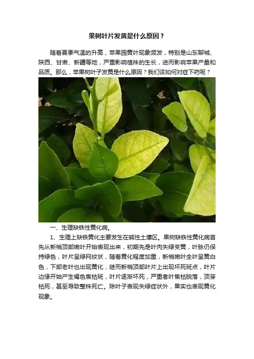 果树叶片发黄是什么原因？
