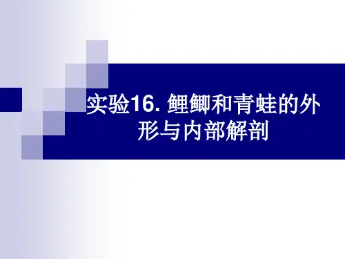 鲤鲫和青蛙的外形与内部解剖PPT课件