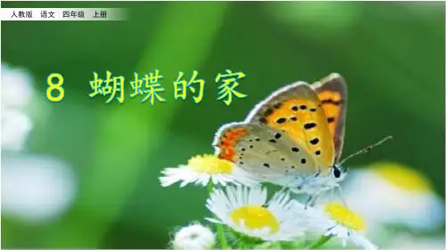 小学四年级语文《蝴蝶的家》课件