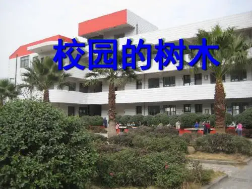 三年级上册科学课件-1.2校园的树木｜教科版(共23张PPT)