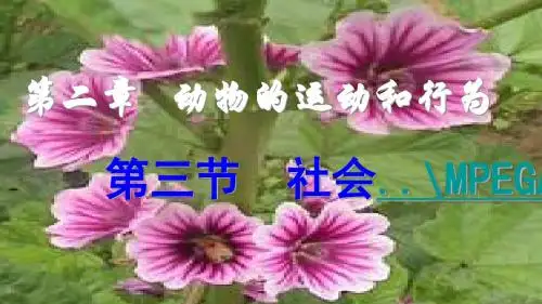 八年级生物上册生物第二章第三节社会行为课件人教版