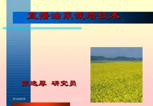 直播油菜栽培技术