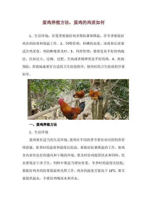 蛋鸡养殖方法,蛋鸡的肉质如何