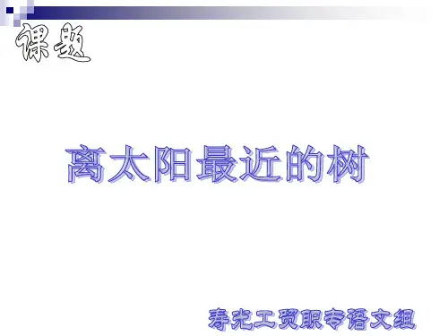 《离太阳最近的树》ppt课件1