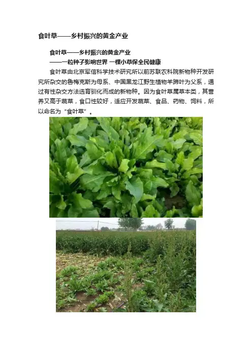 食叶草——乡村振兴的黄金产业