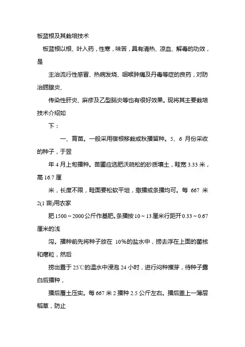 板蓝根及其栽培技术
