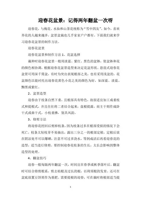 迎春花盆景：记得两年翻盆一次呀