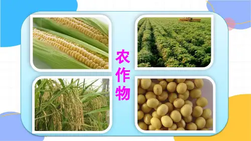 地理人教版八年级(上册)第二节农业(2024版新教材)