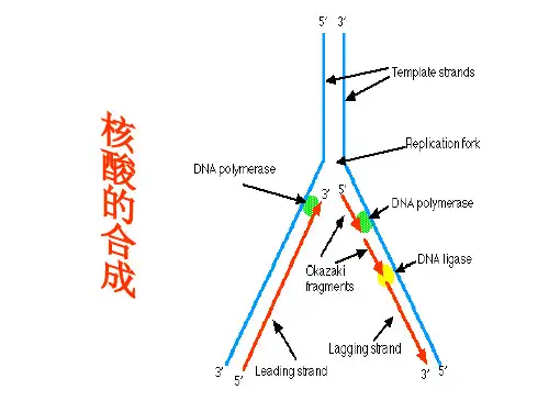 第十章 DNA、RNA的生物合成