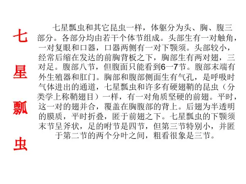 美术课件——七星瓢虫