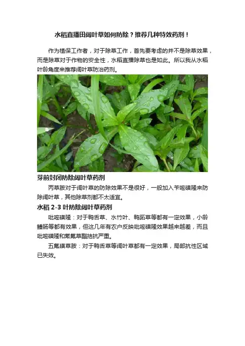 水稻直播田阔叶草如何防除？推荐几种特效药剂！