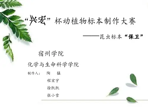 动植物标本大赛