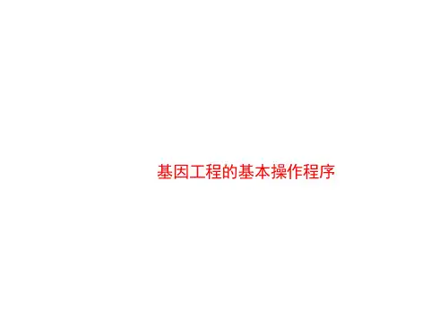 基因工程的基本操作程序  课件 