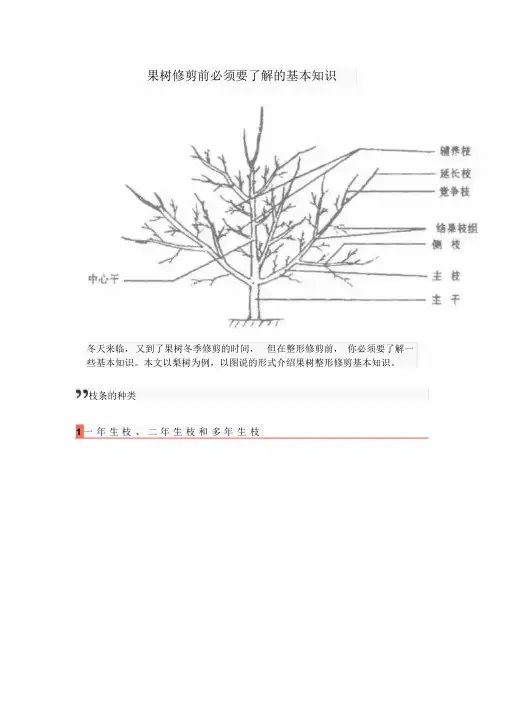 果树修剪前必须要了解的基本知识