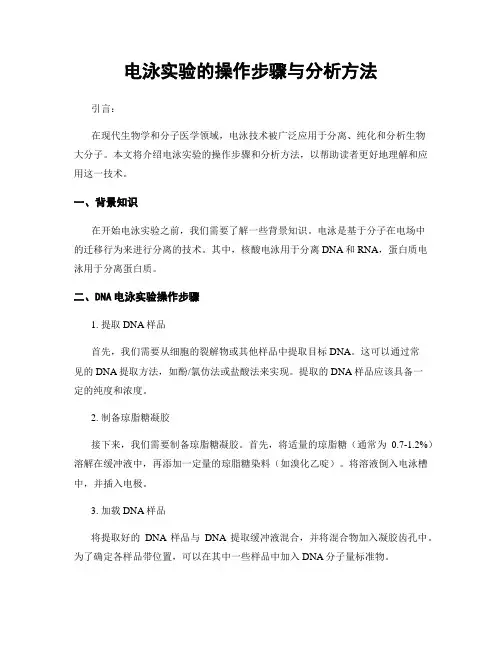 电泳实验的操作步骤与分析方法